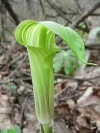 Green Arisaema Triphyllum Planting Seeds for Garden NON GMO Seeds Dhara Seeds