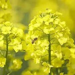 Yellow Edible Rape Flower Seeds for Planting - NON GMO Seeds Dhara Seeds