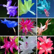 Mixed Zygocactus Truncatus Flower Seeds for Planting- Heirloom Seeds for Garden Dhara Seeds
