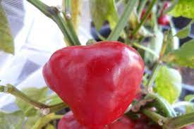 Nora Pepper Seeds for Planting - Spicy Vegetable - heirloom & Non GMO Seeds
