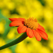 Orange Tithonia Speciosa Flower Seeds for Planting, 100
