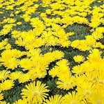 Yellow Delosperma Nubigenum or Ice Plant Flower Planting Seeds for Garden NON GMO Seeds Dhara Seeds