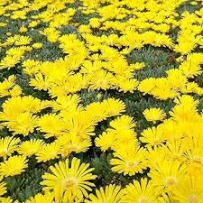 Yellow Delosperma Nubigenum or Ice Plant Flower Planting Seeds for Garden NON GMO Seeds Dhara Seeds