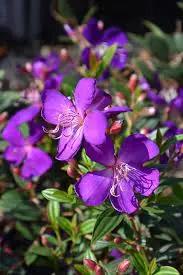 Purple Tibouchina Flower Seeds for Planting - NON GMO Seeds Dhara Seeds