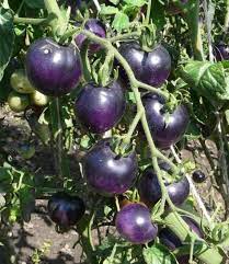 Tomato Seeds for Planting Night Blue