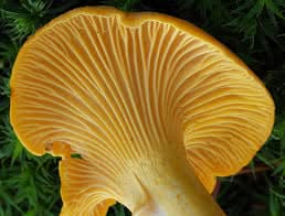 Chanterelle Mushroom Seeds for Planting, Brown