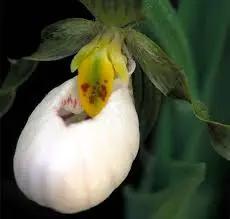 "heirloom-cypripedium-acaule-orchid-seeds-white-flower-shade-loving"

