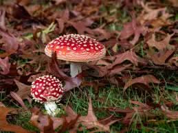 Light Brown and Red Mushroom Seeds for Planting