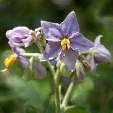 Solanum Flower Seeds for Planting, 100