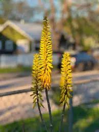 Yellow Aloe Dichotoma Flower Seeds for Planting - NON GMO Seeds Dhara Seeds