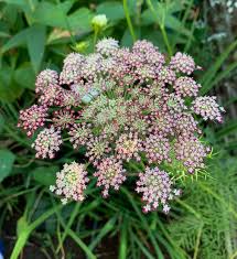 Organic Mixed Dara Anne's Lace Flower Seeds for Planting – Heirloom, Non-GMO