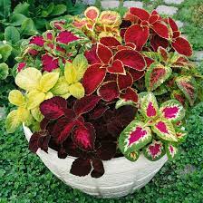 Mix Coleus Canina Plant Seeds for Planting - NON GMO Seeds Dhara Seeds