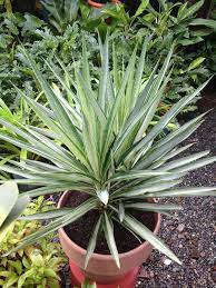 Yucca Elata Plant Seed Set for Hardy, Decorative Plants