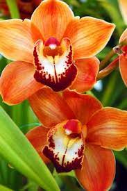 Orange Paphiopedilum Plant Seeds for Planting - NON GMO Seeds Dhara Seeds