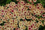 Phlox cherry caramel Flower Seeds for Planting - Organic, Heirloom & Non-GMO Garden Seeds Dhara Seeds