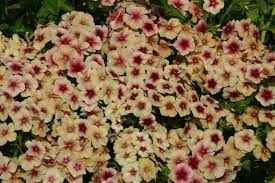 Phlox cherry caramel Flower Seeds for Planting - Organic, Heirloom & Non-GMO Garden Seeds Dhara Seeds