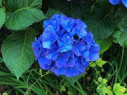 Deep Blue Hydrangea Flower Planting Seeds for Garden NON GMO Seeds Dhara Seeds