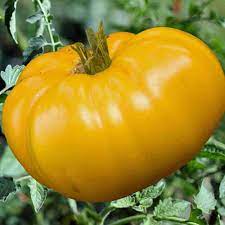 Big Tomato Seeds for Planting, Dark Yellow