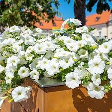 White Petunia Wave Flower Seeds for Garden Planting - Heirloom, NON-GMO Seeds - Easy to Grow Blooms Dhara Seeds
