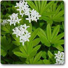 Woodruff Flower Seeds for Planting - 100