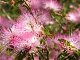 Pink Calliandra Eriophylla Plant Seeds for Planting - 100