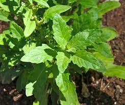 Epazote Dysphania Ambrosioides Plant Seeds for Planting Heirloom, NON-GMO Seeds Dhara Seeds