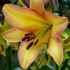Yellow Trumpet Lilies (Aurelian Hybrids) Flower Seeds for Planting - Heirloom and Non-GMO Garden Seeds Dhara Seeds
