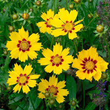 Coreopsis Seeds - Sterntaler