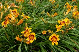 Daylily Seeds Mixed Variety for Garden and Container Planting