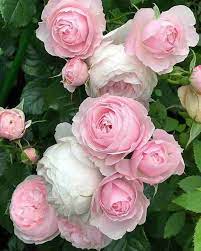 Light Pink Polyantha Rose Plant Seeds for Garden - Heirloom Non-GMO Seeds for Planting Dhara Seeds