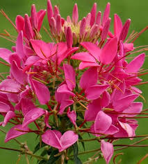 Cleome Seeds - Cherry Queen