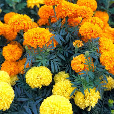 Mix Marigold Seeds