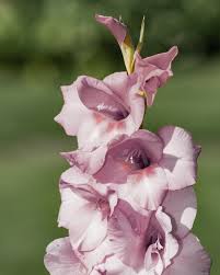 Gladiolus Flower Seeds - Smokey