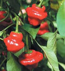 Hot Pepper Seeds - Jamaica Hot Red