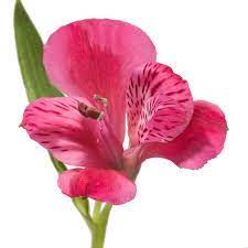 Pink Alstroemeria Seeds - Heirloom Non-GMO Planting Flower Seeds