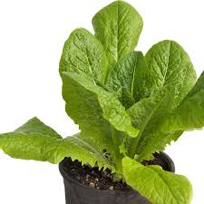 Lettuce Seeds (Organic) - Little Gem