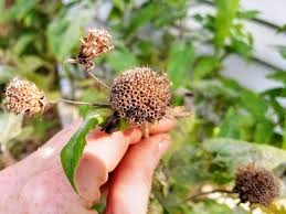 Bee Balm Purple Rooster Seeds