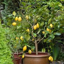 Citrus Eureka Lemon Tree