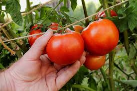 Tomato Seeds - Early Girl (Bush)