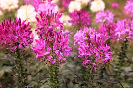 Cleome Seeds - Mauve Queen