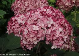 Hydrangea Ruby Smooth Seeds