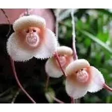Monkey Face Light Pink Orchids Flower Seeds for Planting - Heirloom & Non-GMO Seeds for Planting Dhara Seeds