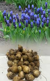 Grape Hyacinth Seeds (Muscari) - Latifolium