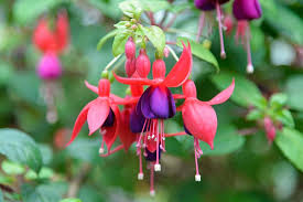 Fuchsia Red Shadows Seeds