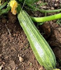 Squash (Summer) Seeds - Romanesco