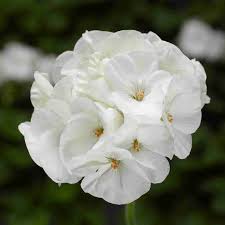 White Geranium Seeds