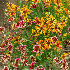 Coreopsis Seeds - Incredible Sea Shells Mix