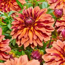 Dahlia Seeds (Decorative) - Miss Brandy