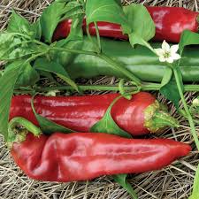 Hot Pepper Seeds - Big Jim