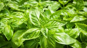 Basil Seeds - Sweet Basil (common)